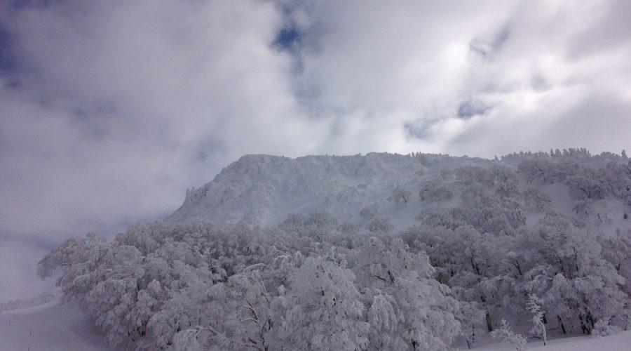 Zao ice trees